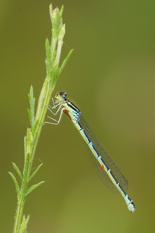 femmina di Coenagrion...pulchellum?